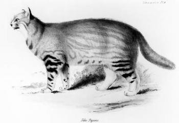 Felis Pajeros, plate 9 from 'Zoology of the Voyage of the Beagle: Mammals' by Charles Darwin (1809-92) pub. 1832-36 (engraving) (b/w photo) | Obraz na stenu