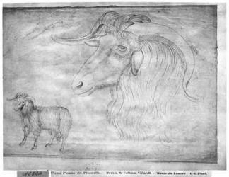 Ram and head of a ram, from the The Vallardi Album (pen & ink on paper) (b/w photo) | Obraz na stenu