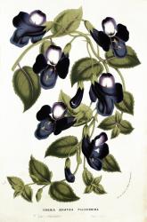 Torenia Asiatica pulcherrima, from 'Horto Van Houtteano' by Louis van Houtte (1810-76) c.1860 (chromolitho) | Obraz na stenu