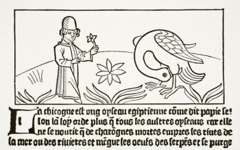 The stork its own Doctor, as testified to by Papias, from 'Science and Literature in the Middle Ages' by Paul Lacroix (1806-84) published London 1878 (litho) | Obraz na stenu