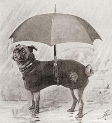 A pug wearing boots, coat and umbrella to protect it from the rain. From The Strand Magazine, published 1896 | Obraz na stenu