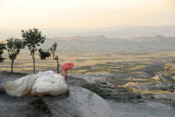 Chicken surveying the land | Obraz na stenu