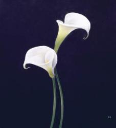 Lily (oil on canvas) | Obraz na stenu