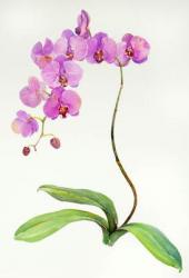 Orchid botanical, 2013, (watercolor) | Obraz na stenu