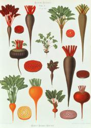 Beetroot, Tab X from the 'Album Benary', engraved by G. Severeyns, 1876 (chromolitho) | Obraz na stenu