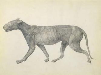 Tiger: Lateral View, with Skin and Tissue Removed, from the series 'A Comparative Anatomical Exposition of the Structure of the Human Body with that of a Tiger and a Common Fowl' (graphite on paper) | Obraz na stenu