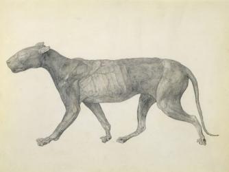 Tiger: Lateral View, with Skin and Tissue Removed, from the series 'A Comparative Anatomical Exposition of the Structure of the Human Body with that of a Tiger and a Common Fowl' (graphite on paper) | Obraz na stenu