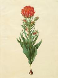 Tulipa gesneriana from the album Gottorfer Codex, c.1650 (gouache on parchment) | Obraz na stenu