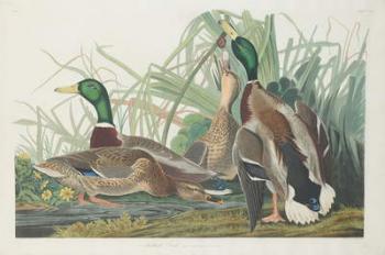 Mallard Duck, 1834 (coloured engraving) | Obraz na stenu