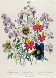 Crane's Bill, plate 42 from 'The Ladies' Flower Garden', published 1842 (colour litho) | Obraz na stenu