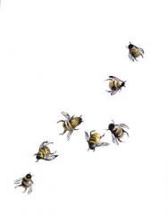 Bees, Nature Series, 2017, (watercolour/pencil) | Obraz na stenu