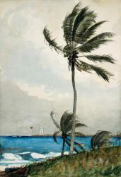 Palm Tree, Nassau, 1898 (w/c and graphite on off-white wove paper) | Obraz na stenu