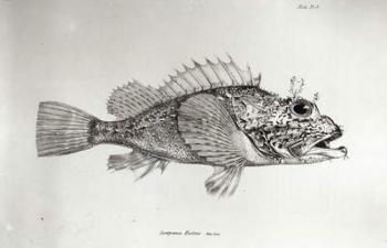 Scorpion Fish, plate 8 from 'The Zoology of the Voyage of H.M.S Beagle, 1832-36' by Charles Darwin (litho) (b/w photo) | Obraz na stenu