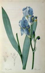 Iris Pallida, from `Les Liliacees', 1805 (coloured engraving) | Obraz na stenu