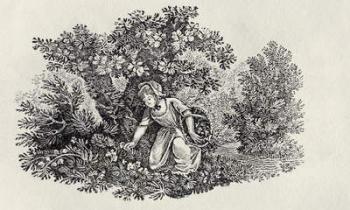 A Girl Gathering Flowers from 'History of British Birds and Quadrupeds' (engraving) | Obraz na stenu