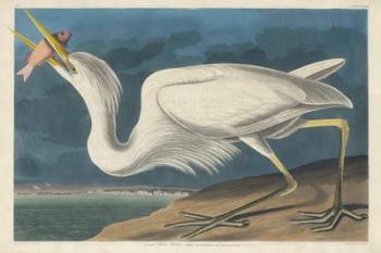 Great White Heron, 1835 (coloured engraving) | Obraz na stenu