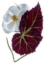 Begonia White (digital photogram, digital original print) | Obraz na stenu
