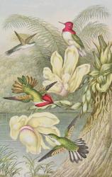 Humming birds among tropical flowers (engraving) | Obraz na stenu