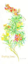 Oenothera Biennis, 2001, (watercolor on watercolor paper) | Obraz na stenu