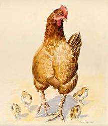 George's Hen and her Chicks, 2007 (w/c on paper) | Obraz na stenu