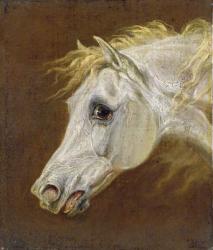 Head of a Grey Arabian Horse (oil on canvas on panel) | Obraz na stenu
