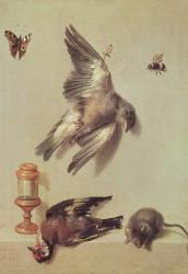 Still Life of Dead Birds and a Mouse, 1712 (oil on canvas) | Obraz na stenu
