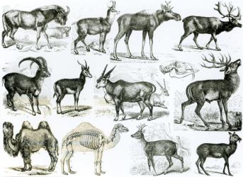 Ungalata or Hoofed Animals (litho) (b/w photo) | Obraz na stenu