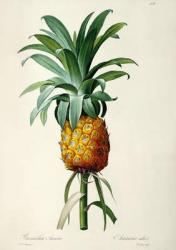 Bromelia Ananas, from 'Les Bromeliacees' | Obraz na stenu