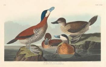 Ruddy duck, 1836 (coloured engraving) | Obraz na stenu