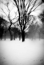Dark Central Park Tree | Obraz na stenu