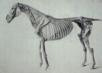 Finished Study for the Fifth Anatomical Table of a Horse (graphite on paper) | Obraz na stenu