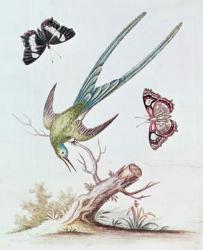 The Long-tailed Humming Bird, 1742 (coloured engraving) | Obraz na stenu
