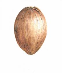 Coconut, 2015 (w/c on paper) | Obraz na stenu