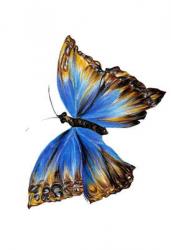 Blue Butterfly, Nature Series 2011 (coloured pencil) | Obraz na stenu