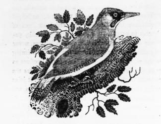 The Green Woodpecker,  illustration from 'A History of British Birds' by Thomas Bewick, first published 1797 (woodcut) | Obraz na stenu