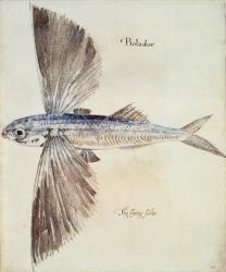 Flying-Fish (litho) | Obraz na stenu