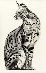 Twisted Serval, 2009, (Charcoal on paper) | Obraz na stenu