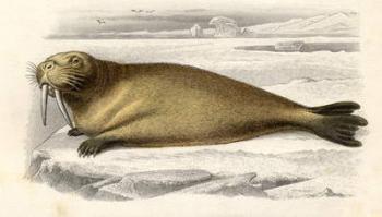 The Walrus, engraved by Paquien (engraving) | Obraz na stenu