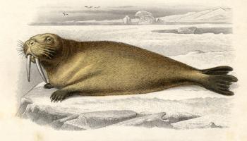 The Walrus, engraved by Paquien (engraving) | Obraz na stenu