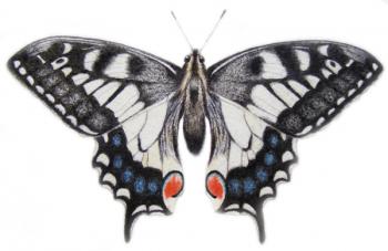 Swallowtail, 2012 (watercolour paint and pencil) | Obraz na stenu