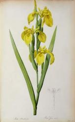 Iris Pseudacorus, from `Les Liliacees', 1805 (coloured engraving) | Obraz na stenu
