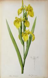 Iris Pseudacorus, from `Les Liliacees', 1805 (coloured engraving) | Obraz na stenu