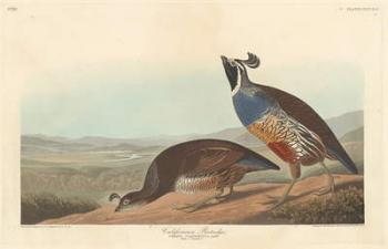 Californian Partridge, 1838 (coloured engraving) | Obraz na stenu