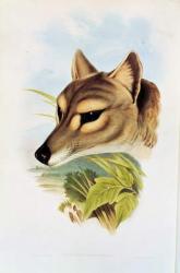 Tasmanian Wolf or Tiger (thylacinus cynocephalus) (coloured engraving) | Obraz na stenu