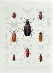 A Collection of Coleoptera found in Chile, illustration from 'Historia de Chile', engraved by Lebrun, 1854 (litho) | Obraz na stenu