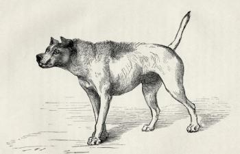 Dog approaching another dog with hostile intentions, from Charles Darwin's 'The Expression of the Emotions in Man and Animals', 1872 (litho) | Obraz na stenu