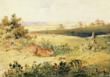 Hare in a Landscape, 1827 (w/c with bodycolour, gum arabic & graphite on paper) | Obraz na stenu