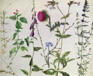 Eight Studies of Wild Flowers (w/c on paper) | Obraz na stenu