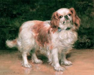 King Charles Spaniel, 1907 | Obraz na stenu