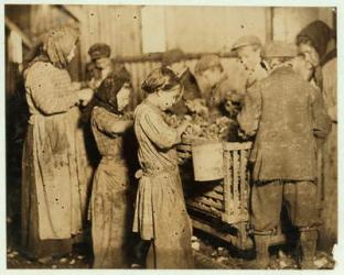 Shuckers aged about 10 opening oysters in the Varn & Platt Canning Company, Younges Island, South Carolina, 1913 (b/w photo) | Obraz na stenu
